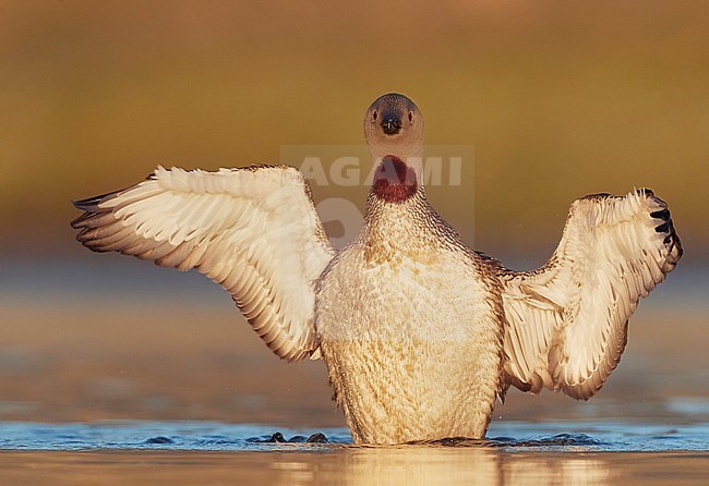 Red-throated Diver (Gavia stellata) Iceland June 2019 stock-image by Agami/Markus Varesvuo,