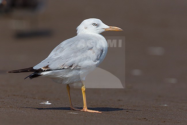 Slender-billed Gull (Chroicocephalus genei), Standing on the beach, Qurayyat, Muscat Governorate, Oman stock-image by Agami/Saverio Gatto,