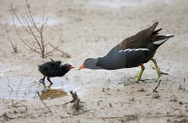 Waterhoen ouder voert kuiken, nestjong op modderige slikbodem; Common Moorhen parent feeds chick on wet muddy ground stock-image by Agami/Ran Schols,