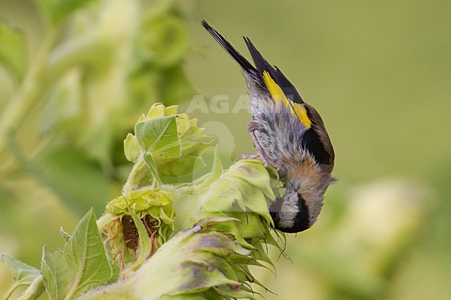 Volwassen Putter op zonnebloem; Adult European Goldfinch on sunflower stock-image by Agami/Daniele Occhiato,