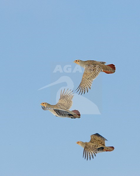 Patrijs in vlucht, Grey Partridge in flight stock-image by Agami/Markus Varesvuo,