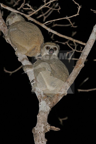 Western woolly lemur or western avahi (Avahi occidentalis) is a species of woolly lemur native to western Madagascar, where they live in dry deciduous forests. stock-image by Agami/Pete Morris,