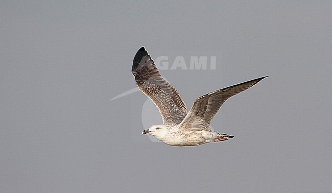 Onvolwassen Grote Mantelmeeuw in vlucht, Immature Great Black-backed Gull in flight stock-image by Agami/Karel Mauer,