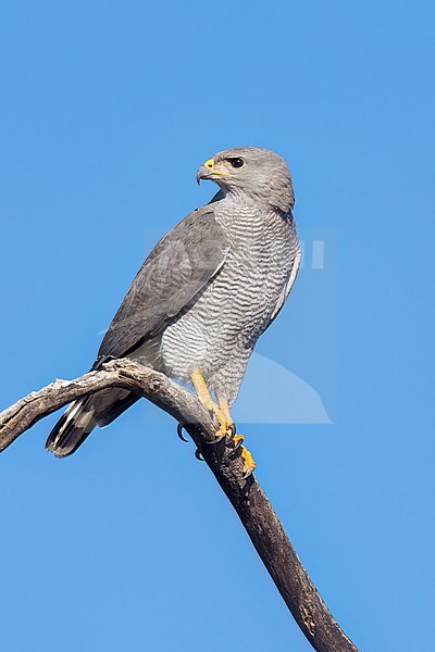 Adult
Pima Co., AZ
April 2024 stock-image by Agami/Brian E Small,