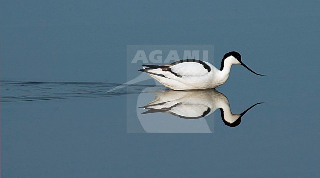 Kluut; Pied Avocet; Recurvirostra avosetta stock-image by Agami/Martijn Verdoes,