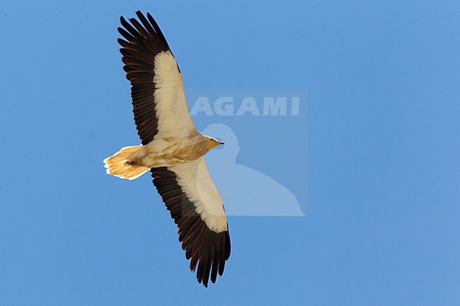 Volwassen Aasgier in vlucht, Adult Egyptian Vulture in flight stock-image by Agami/Daniele Occhiato,