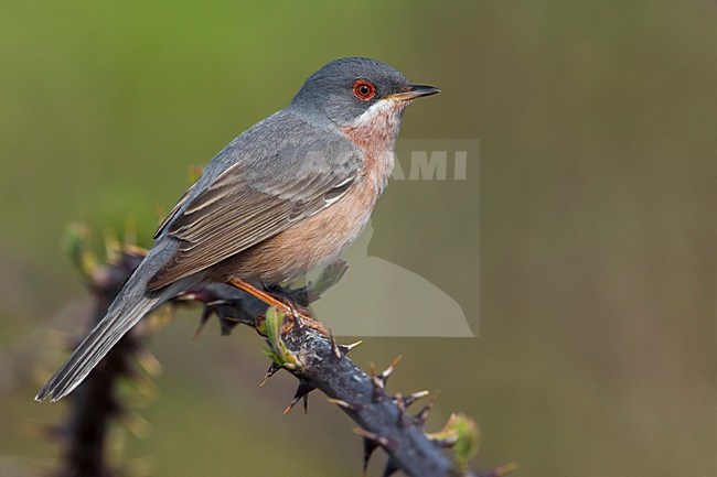 Male Moltoni's Warbler stock-image by Agami/Daniele Occhiato,