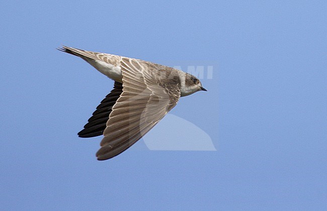 Juveniele Oeverzwaluw in vlucht, Juvenile Sand Martin in flight stock-image by Agami/Mike Danzenbaker,