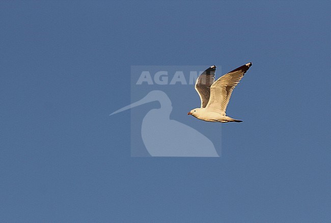 Mongolian gull (Larus mongolicus) adult in flight stock-image by Agami/James Eaton,