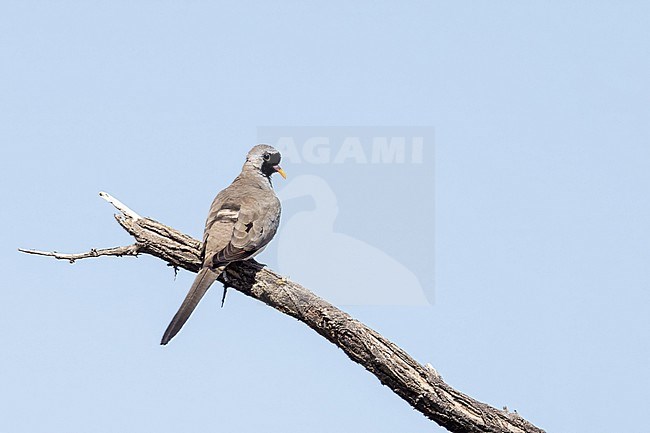 Male Namaqua Dove (Oena capensis) in South Africa. stock-image by Agami/Ian Davies,