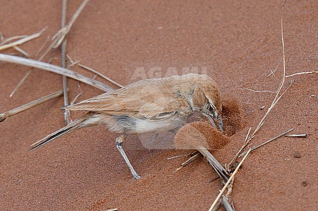 Dune Lark (Calendulauda erythrochlamys) at Sossusvlei in Namibia. Digging for food in red colored desert sand. stock-image by Agami/Laurens Steijn,