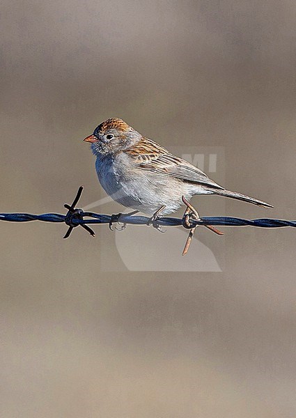 Worthen's Sparrow, Spizella wortheni wortheni, perched on a wire - Endangered species stock-image by Agami/Andy & Gill Swash ,