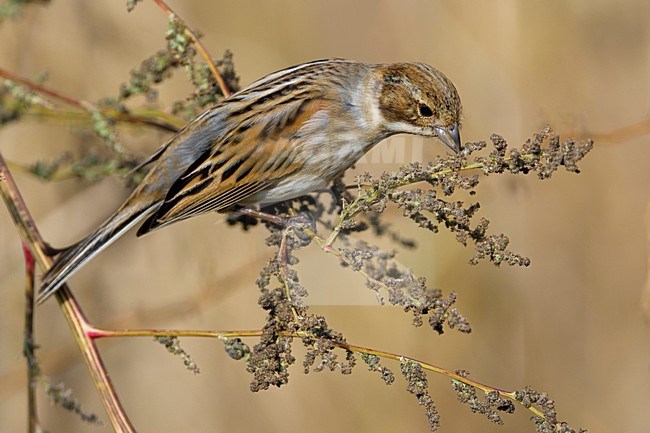 Onvolwassen Rietgors; Immature Common Reed Bunting stock-image by Agami/Daniele Occhiato,