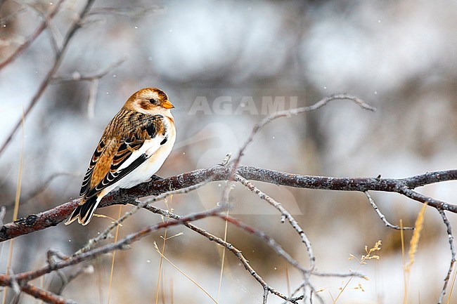 Sneeuwgors; Snow Bunting; stock-image by Agami/Chris van Rijswijk,