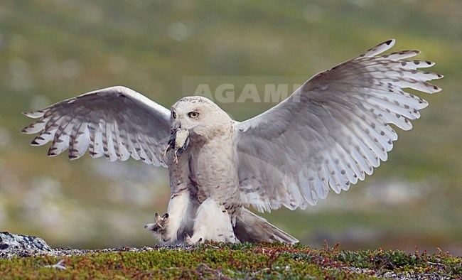 Sneeuwuil landend; Snowy Owl landing stock-image by Agami/Markus Varesvuo,