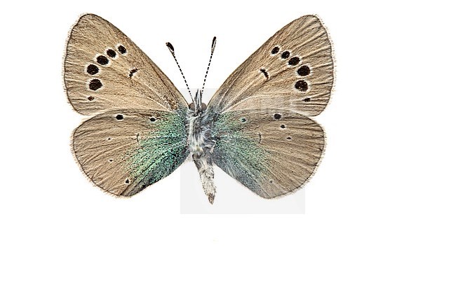 Glaucopsyche alexis, Bloemenblauwtje, Green-underside Blue stock-image by Agami/Wil Leurs,