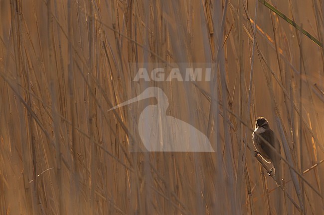 Moustached Warbler (Acrocephalus melanopogon) adult perched in the reed stock-image by Agami/Ralph Martin,