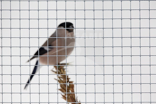 goudvink in een kooi; Bullfinch in a cage stock-image by Agami/Chris van Rijswijk,