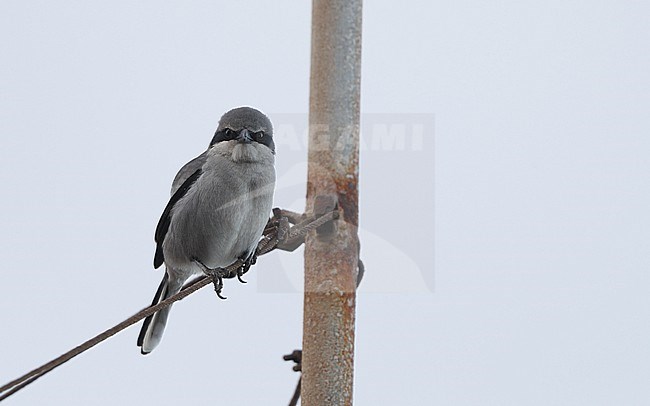 Great Grey Shrike (Lanius excubitor koenigi) perched on wire in Tenerife, Canary Islands, Spain stock-image by Agami/Helge Sorensen,