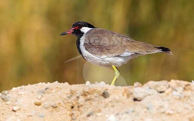 Adult Western Red-wattled Lapwing (Vanellus indicus aigneri) sitting on a ground in Jarha Pool, Kuwait. stock-image by Agami/Vincent Legrand,