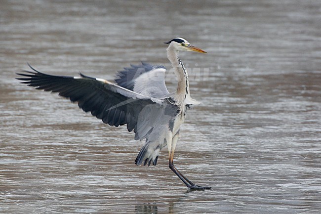 Blauwe Reiger staand op het ijs; Grey Heron standing on ice stock-image by Agami/Daniele Occhiato,