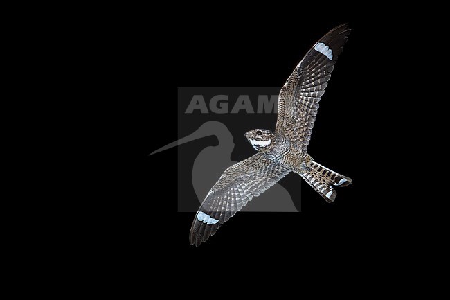 Adult male Lesser Nighthawk, Chordeiles acutipennis
Pima Co., AZ stock-image by Agami/Brian E Small,