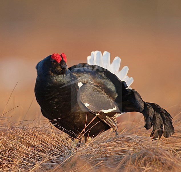 Mannetje Korhoen baltsend; Male Black Grouse displaying stock-image by Agami/Han Bouwmeester,