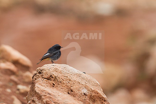 Black Redstart - Hausrotschwanz - Phoenicurus ochruros ssp. gibraltariensis 'aterrimus', Morocco, adult male stock-image by Agami/Ralph Martin,