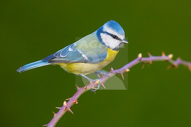 Eurasian Blue Tit (Cyanistes caeruleus), side view of an adult perched on a Blackberry branch , Campania, Italy stock-image by Agami/Saverio Gatto,