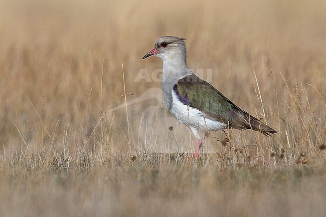 Andean Lapwing (Vanellus resplendens) at Cuzco, Peru. stock-image by Agami/Tom Friedel,