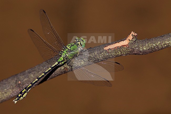 Imago Gaffellibel; Adult Green Snaketail; Adult Green Clubtail stock-image by Agami/Fazal Sardar,