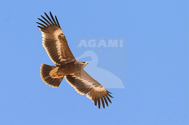 Steppe Eagle (Aquila nipalensis orientalis), bottom view of a juvenile migrating over Sinai Peninsula stock-image by Agami/Saverio Gatto,