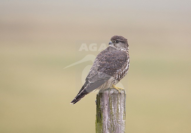 Smelleken; Merlin (Falco columbarius) stock-image by Agami/Arie Ouwerkerk,