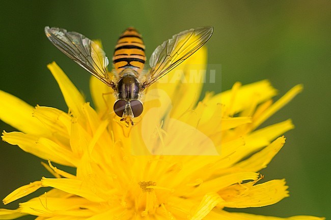 Episyrphus balteatus - Marmalade hoverfly - Hainschwebfliege, Austria, imago stock-image by Agami/Ralph Martin,