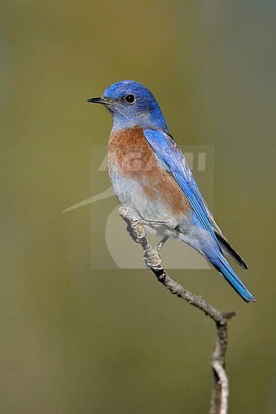 Adult male
Socorro Co., NM
December 2007 stock-image by Agami/Brian E Small,