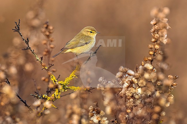 Common Chiffchaff, Phylloscopus collybita, in Italy. stock-image by Agami/Daniele Occhiato,