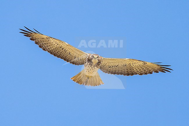 Juvenile (intermediate morph)
San Diego Co., CA
April 2023 stock-image by Agami/Brian E Small,