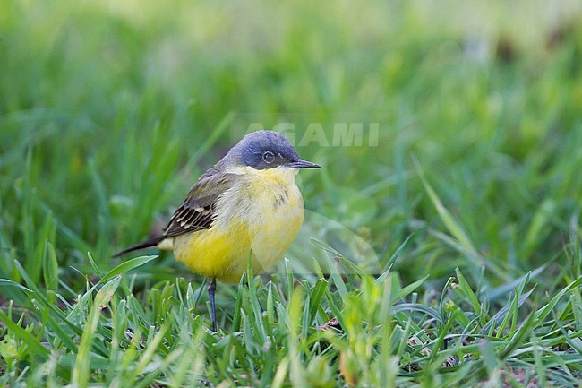 Grey-headed Wagtail - Nordische Schafstelze - Motacilla flava ssp. thunbergi, Germany, adult male stock-image by Agami/Ralph Martin,