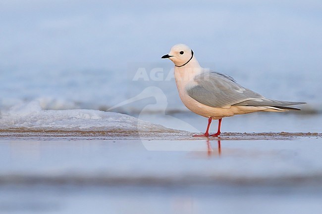 Pink adult male Ross's Gull (Rhodostethia rosea) in breeding plumage during the short arctic spring in Barrow, Alaska, USA in June 2018 stock-image by Agami/Dubi Shapiro,