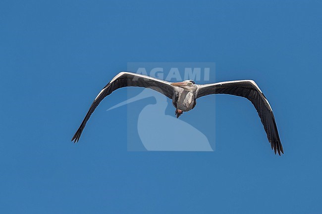 Adult Mauritanian Heron (Ardea monicae) flying over Iwik beach in Banc d'Arguin, Mauritania. stock-image by Agami/Vincent Legrand,