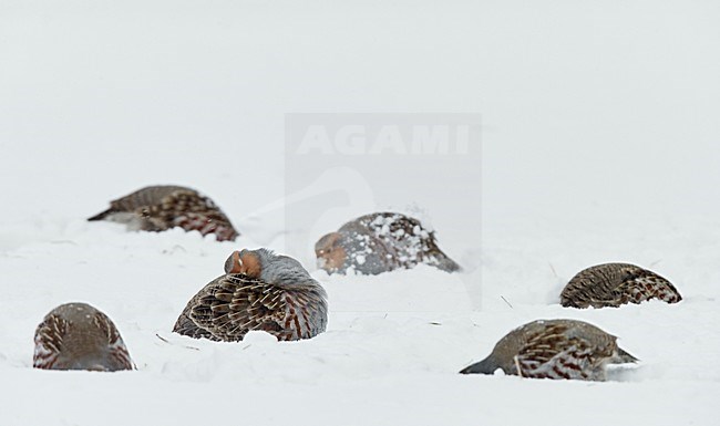 Patrijs in de sneeuw, Grey Partridge in the snow stock-image by Agami/Markus Varesvuo,