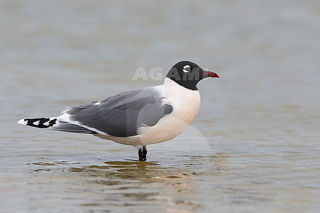 Adult Franklin's Gull (Leucophaeus pipixcan) in summer plumage resting on beach in Galveston County, Texas, in April 2016. stock-image by Agami/Brian E Small,