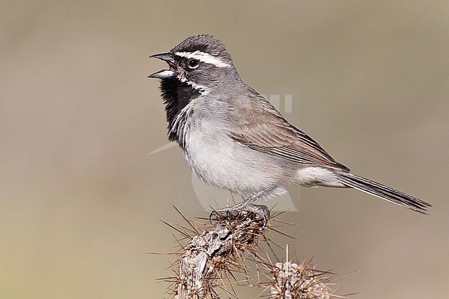 Adult 
San Diego Co., CA 
April 2011 stock-image by Agami/Brian E Small,