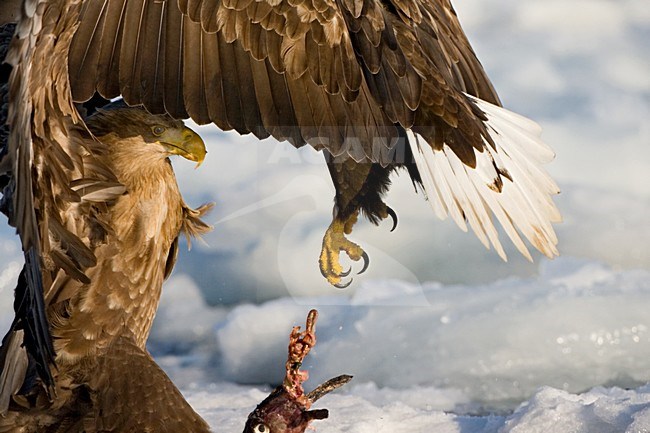 Zeearend in de winter; White-tailed Eagle in winter stock-image by Agami/Marc Guyt,