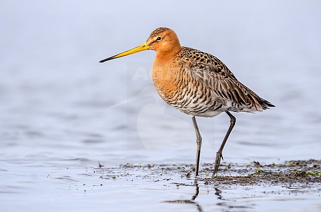 Black-tailed Godwit (Limosa limosa) standing on the shore of a wet meadow in the Netherlands. stock-image by Agami/Hans Germeraad,