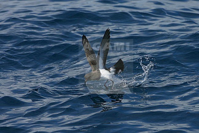 White-bellied Storm-petrel flying; Witbuikstormvogeltje vliegend stock-image by Agami/Marc Guyt,