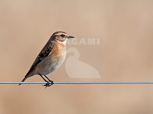 Paapje, Whinchat stock-image by Agami/Roy de Haas,