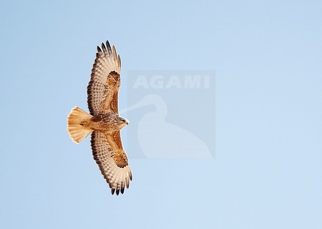 Arendbuizerd in vlucht, Long-legged Buzzard in flight stock-image by Agami/Markus Varesvuo,