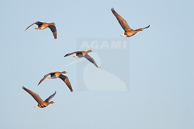 Kolgans groep vliegend in formatie; Greater White-fronted Goose flock flying in formation stock-image by Agami/Menno van Duijn,