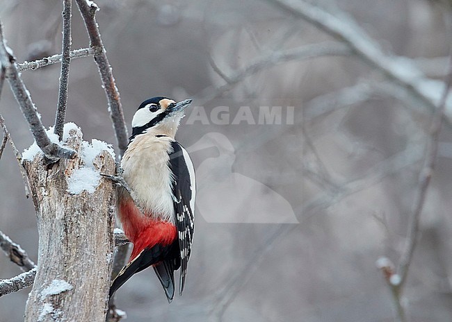 Great Spotted Woodpecker (Dendrocopus major) clinging to snow covered tree in Haukipudas, Finland, during winter. stock-image by Agami/Markus Varesvuo,